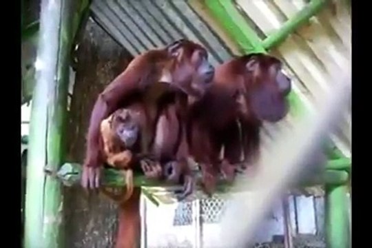 Bu maymunların cinsi uluyan maymunlar. Uluyan maymunlar Güney ve Orta Amerika kıtasına özgü bir maymun cinsidir. Uluyan maymunlar dünyanın en rahatsız edici ses