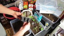 Seed Starting Tomatoes/Peppers Indoors: Setting up the Starting Mix & Tray, Planting (2 of 3)