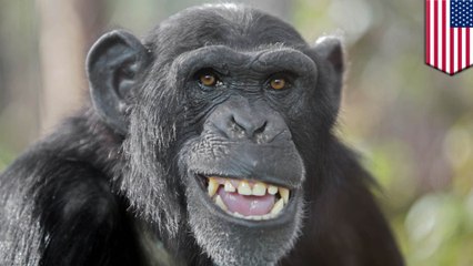 Chimpanzees have cleaner beds than humans
