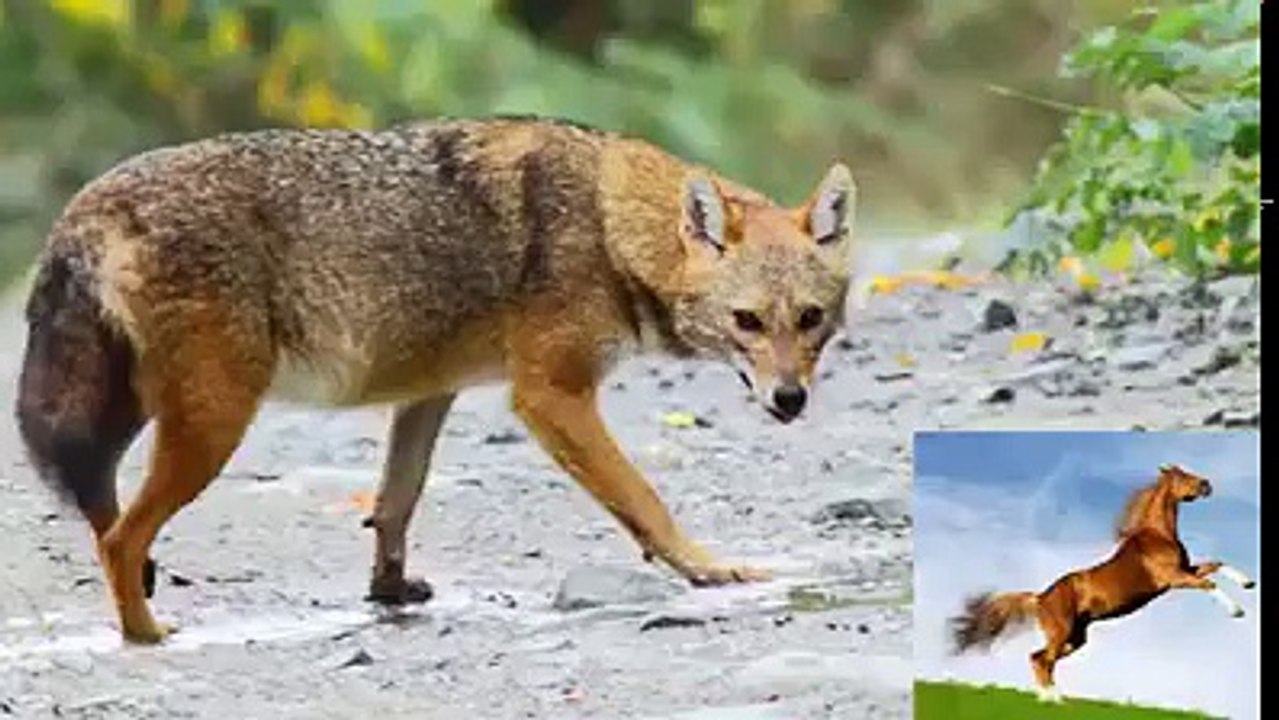 Kenan Komutan-İstanbul'un fethi hikayesinin üyelerimiz tarafından muazzam canlandırılması.