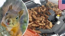 Sneaky squirrel stuffs 50 lbs of pine cones into man's car engine