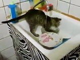 Ce chat fait la vaisselle pour son maître