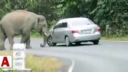 Arabanın üstüne oturan fil dehşet saçtı