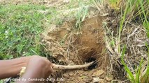 Terrifying!! Brave Sister And Brother Catch Two Big Cobras While Digging Hole