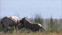 Lion Attacks Zebra - Lion vs Zebra - Wildlife Fight Videos