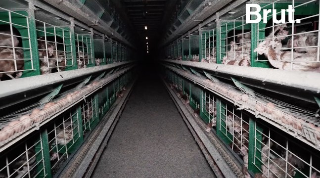 Images chocs d'un élevage de poules français