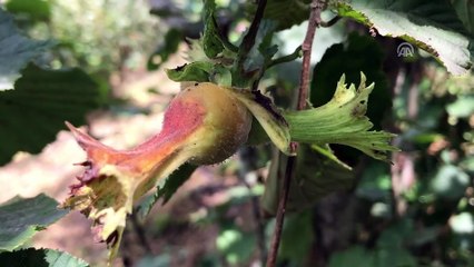 İtalyan çikolata devinden Türk fındığına övgü - ANKARA