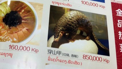 Pangolins: The World's Most Wanted Animal