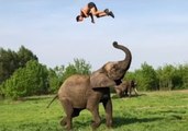 Man Somersaults on Elephant's Back