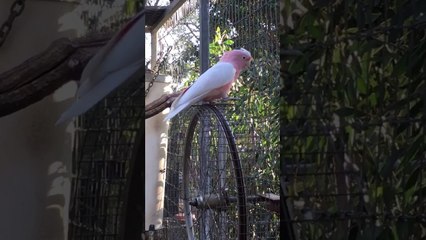 Un cacatoès fait des tours de roue