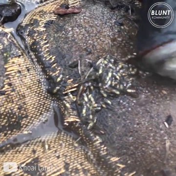 Ces pecheurs attrapent 2 poissons qui gardent leurs bébés dans la bouche