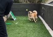 Clever Golden Retriever Catches Tennis Ball Hit by Golf Club