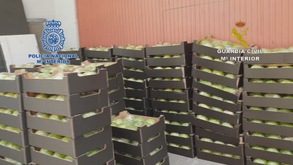 Marihuana entre lechugas para Irlanda