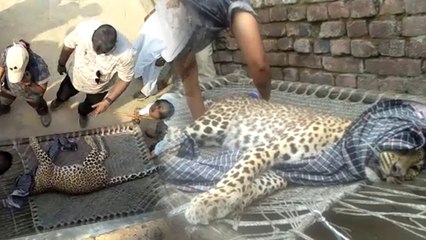 VIDEO: गांव में तेंदुए ने किया हमला, ग्रामीणों ने घेर कर किया घर में कैद