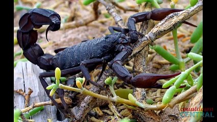 10 Most Dangerous Insects You Dont Want to Meet!