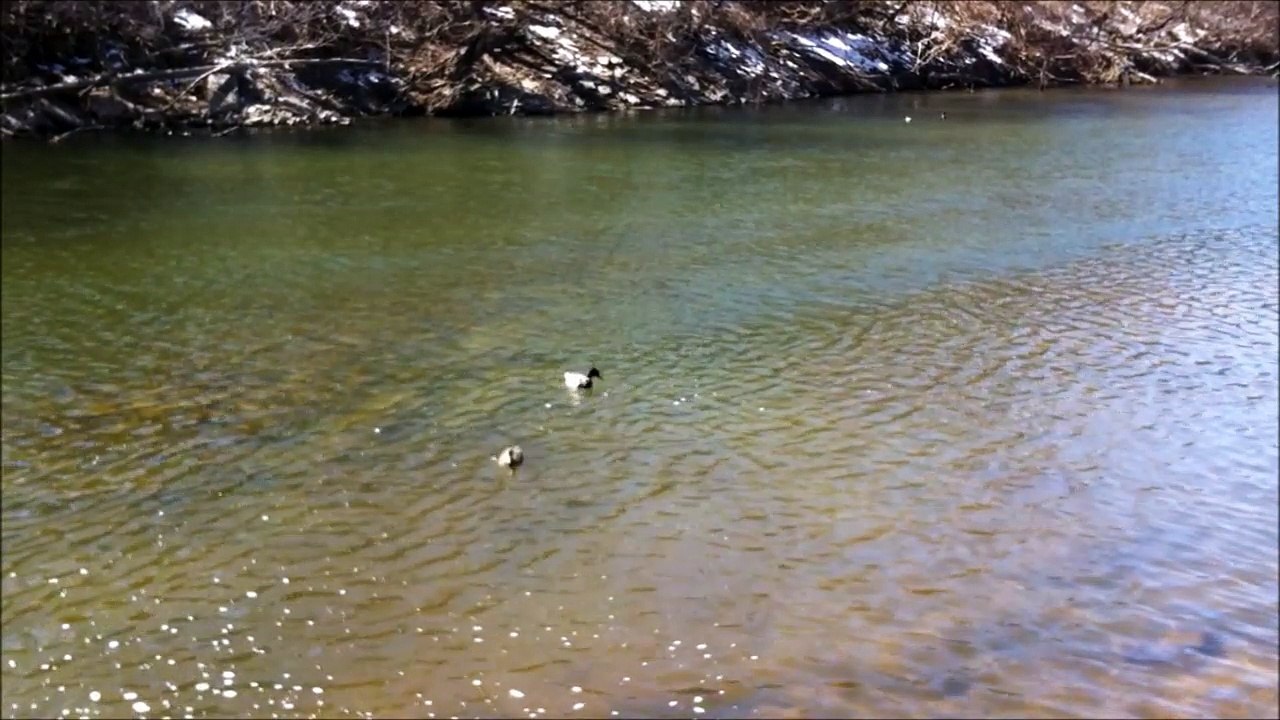 nature walk #5