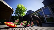 Reaal dierenverzekering bij dierenverzekering .online 