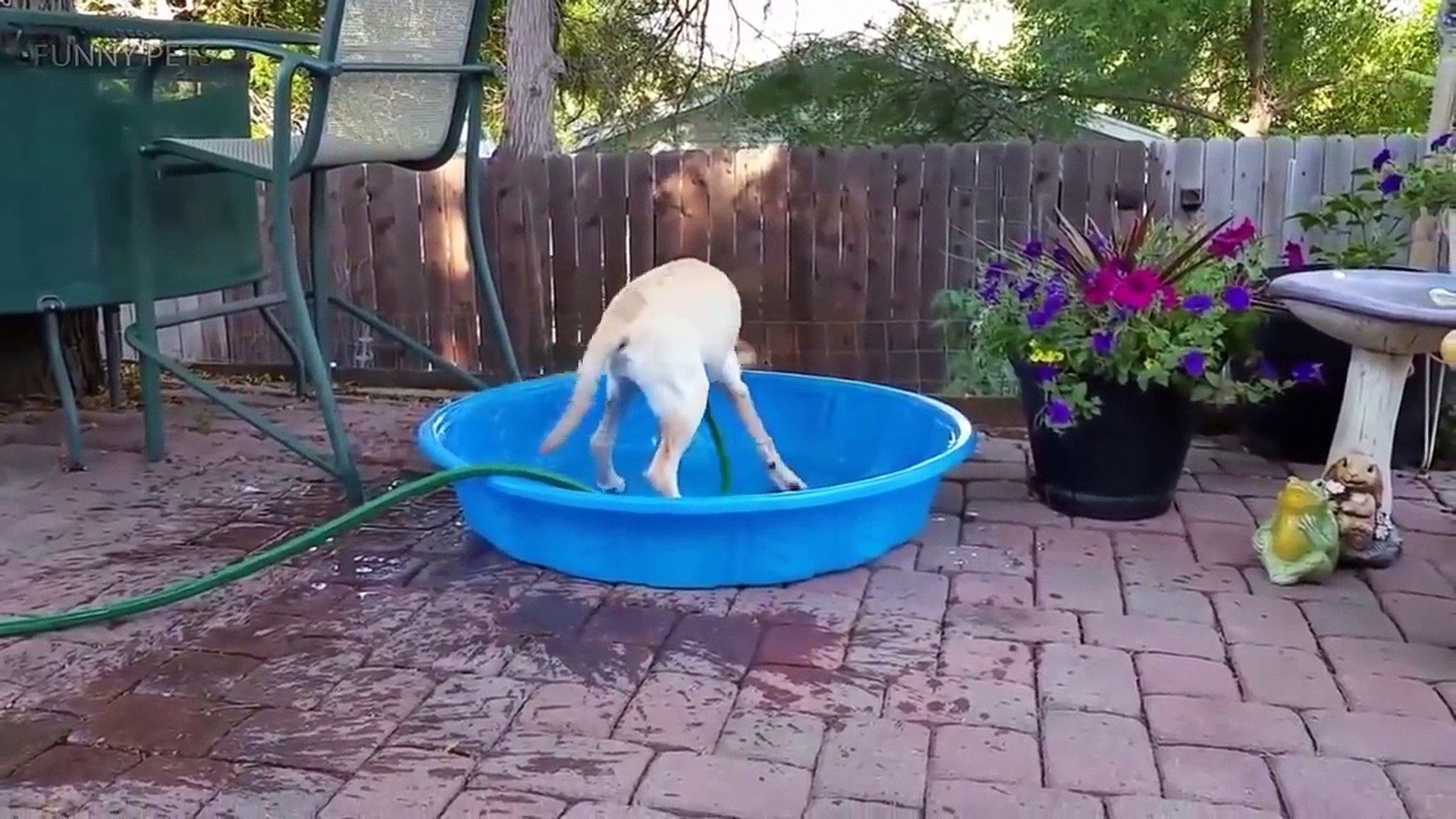 ⁣Cute Pets  Cute Dogs Doing Funny Things (Part 2) [Funny Pets]