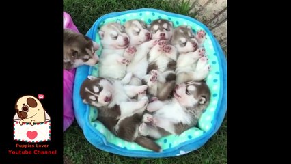 Funny And Cute Husky Puppies Compilation #13 - Husky Doing Funny Things