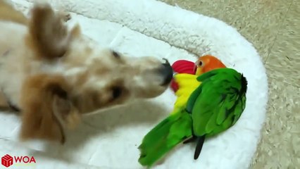 Funny Dogs Meeting Cute Baby Animals | Funny Pets