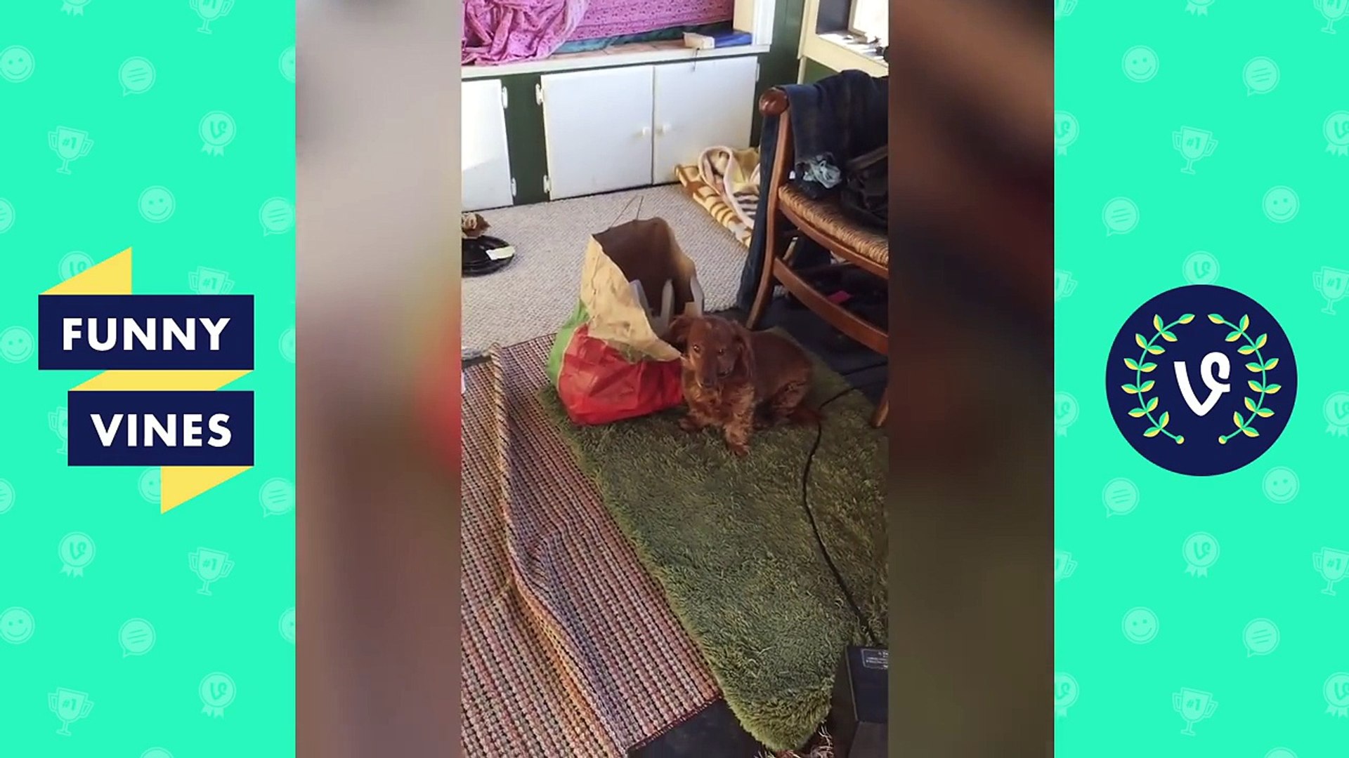 ⁣Funniest Guilty Pet Videos Weekly Compilation 2018 | Funny Pet Videos