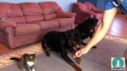 Pai ensina aos cães um truque novo, mas é o gato que se destaca no meio de tudo!