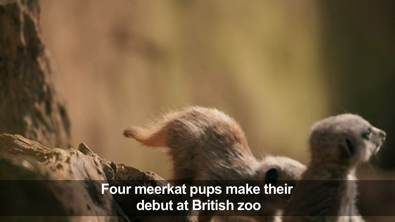 Meerkat pups explore their habitat at British zoo