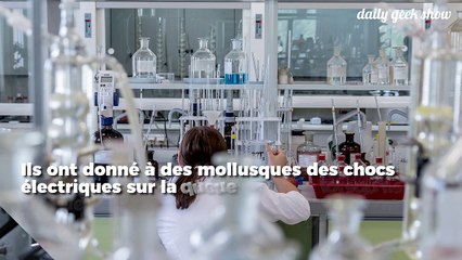 Des scientifiques ont transféré les souvenirs d’un mollusque vers un autre