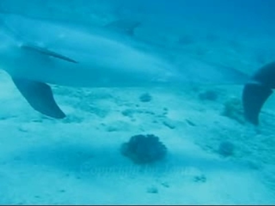 Delfinbegegnung Hurghada Rote Meer