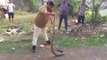 Indian Lady Snake Catcher Safely catching a Big dangerous Cobra...!!!!!