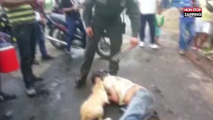 Un chien protège son maître ivre, allongé au milieu de la route (Vidéo)