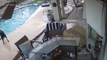 Dog Jumps in Pool to Save His Friend || ViralHog