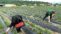 Bu bahçenin mahsulünü müşteriler topluyor