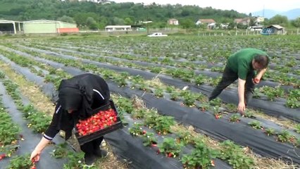 Bu bahçenin mahsulünü müşteriler topluyor