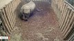 Rare Greater One-Horned Rhino Born At UK's Chester Zoo