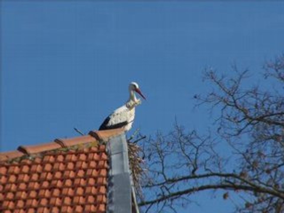 Cigognes Restera t-il un chant d'oiseau Jean Ferrat