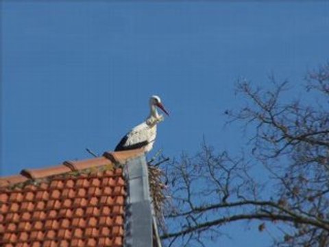 Cigognes Restera t-il un chant d'oiseau Jean Ferrat