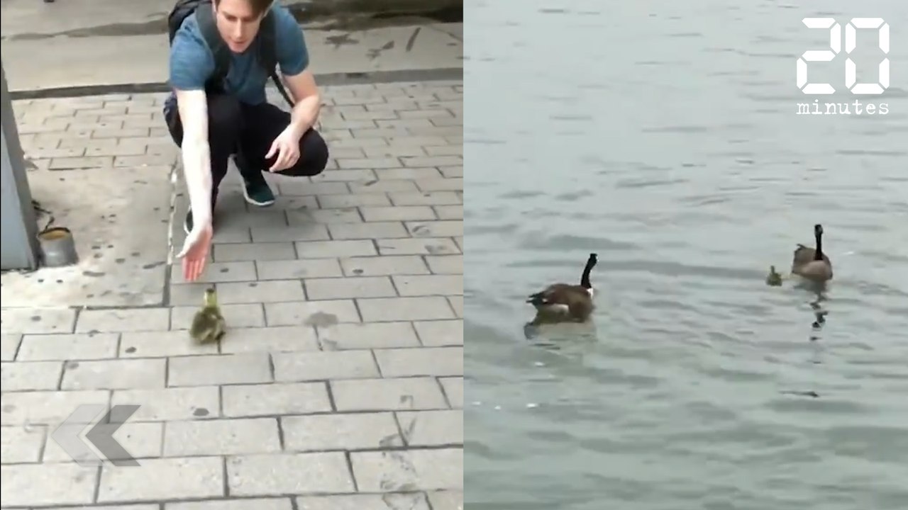 Ils aident cet oiseau à retrouver sa famille - Le Rewind du Jeudi 17 Mai 2018