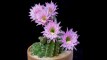 Voici comment s'ouvrent des fleurs de cactus (et c'est captivant)