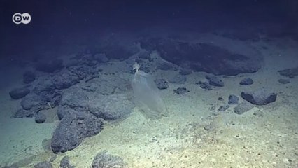 Plastik çöpler dünyanın en derin noktasına ulaştı