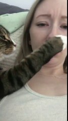 Cat Awkwardly Touches Owner