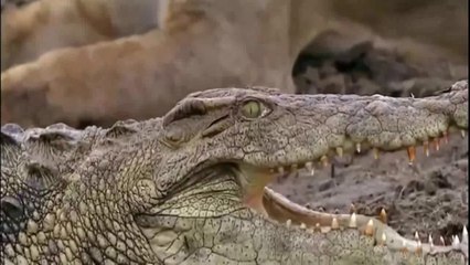 O Lado Negro dos Crocodilos