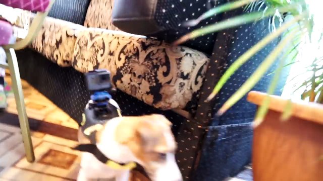 ПРИСОБАЧИЛИ Камеру НА ДЖИНУ ЧТО БУДЕТ ? СКРЫТАЯ КАМЕРА | Дом Призрак Elli Di Pets