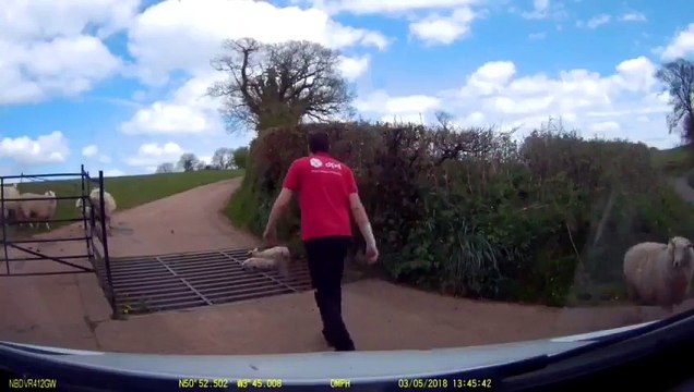 Sauvetage de 2 moutons coincés dans les égouts !