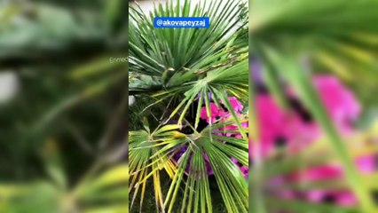 Samet Liçina Ayvalık'ta Çok Eğlendi! | Samet Liçina'nın İnstagram Hikayesi #Enmedya