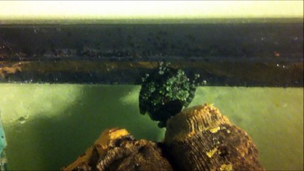 Mossy Tree Frog | Theloderma corticale