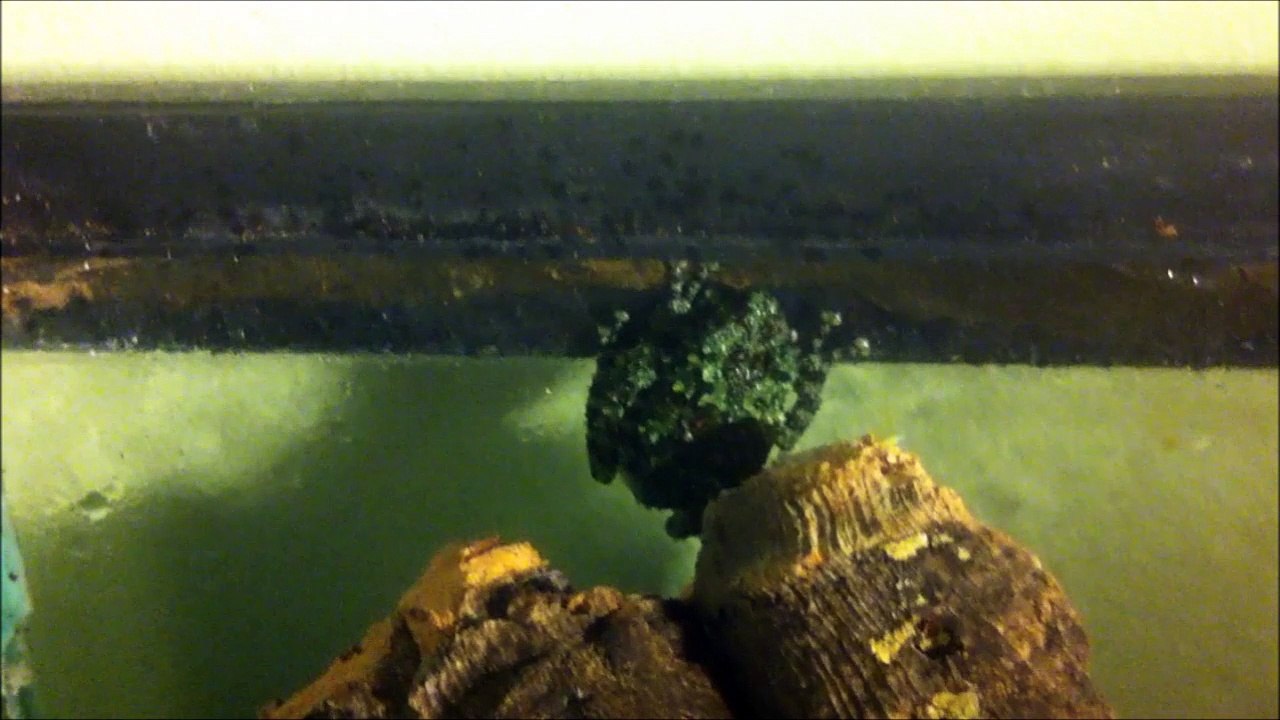 Mossy Tree Frog | Theloderma corticale