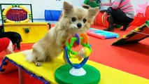 Cute Chihuahua Dog Trick School and Tiny Dog Agility