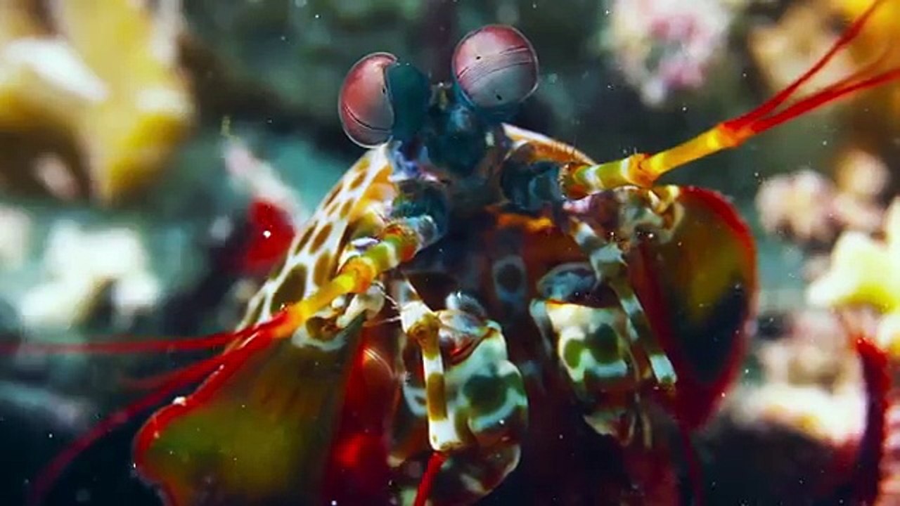 BLUE Bande Annonce ✩ Documentaire Disney sur les Dauphins (Famille, 2018)