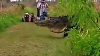 15 foot Giant Alligator named _Hunchback_ spotted in Florida